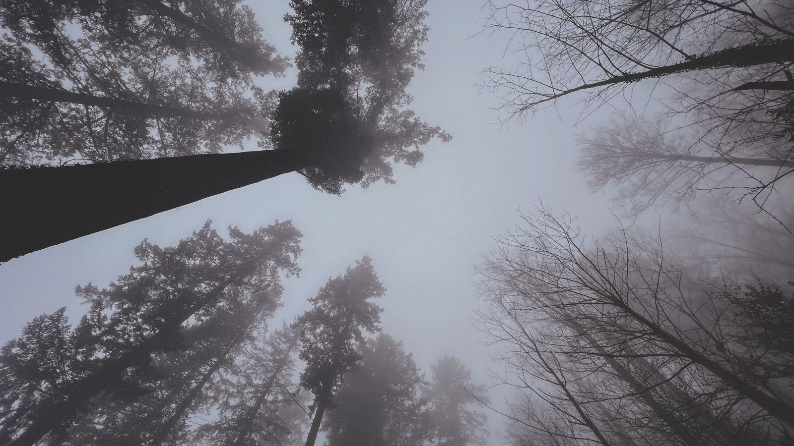 Hohe Bäume im nebligen Wald von unten betrachtet
